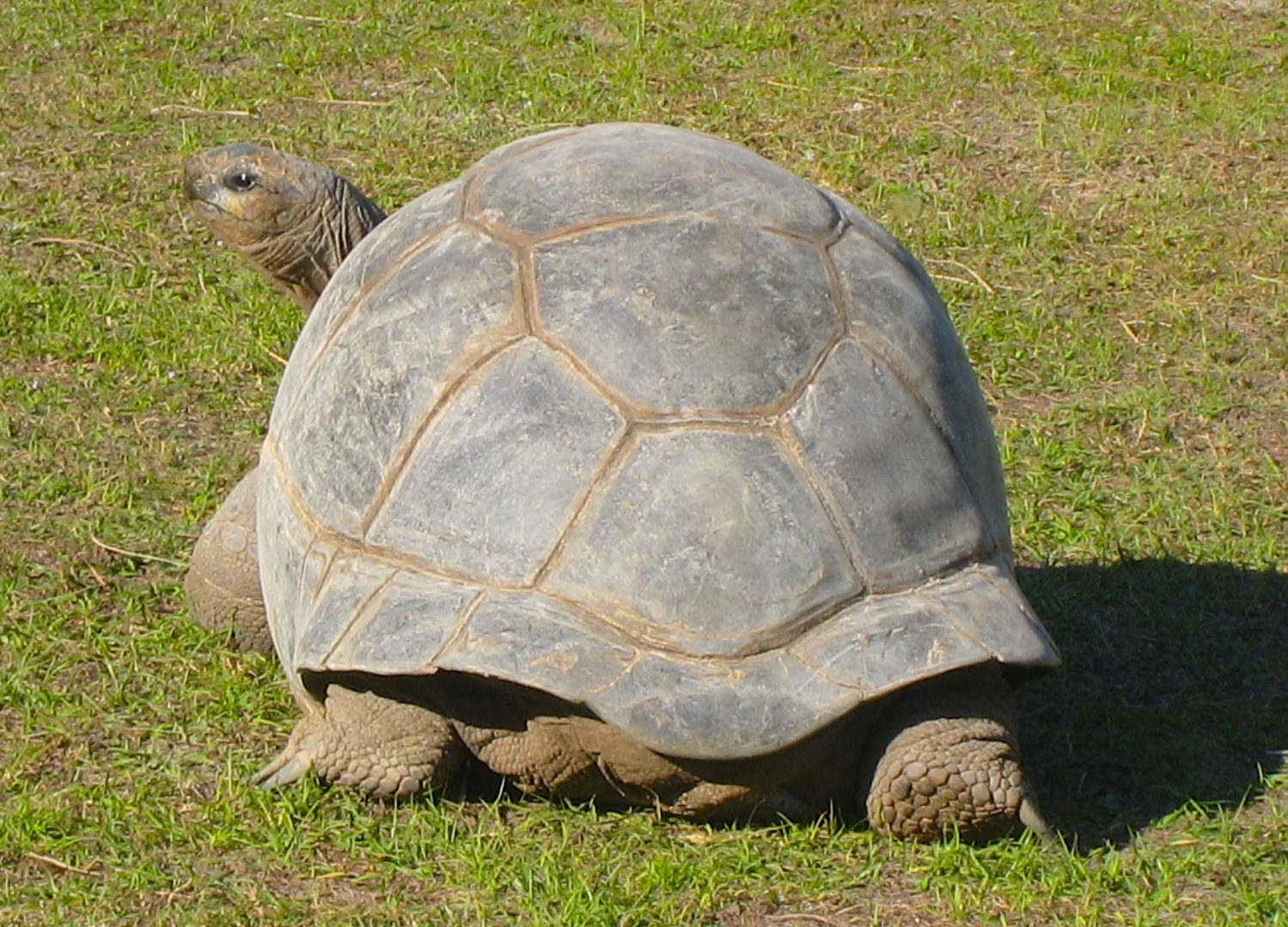 ALDABRA BREEDER