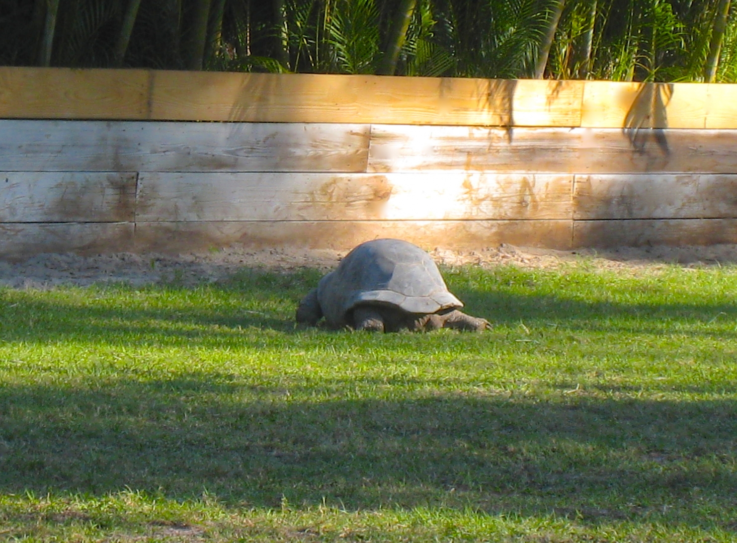 ALDABRA BREEDER