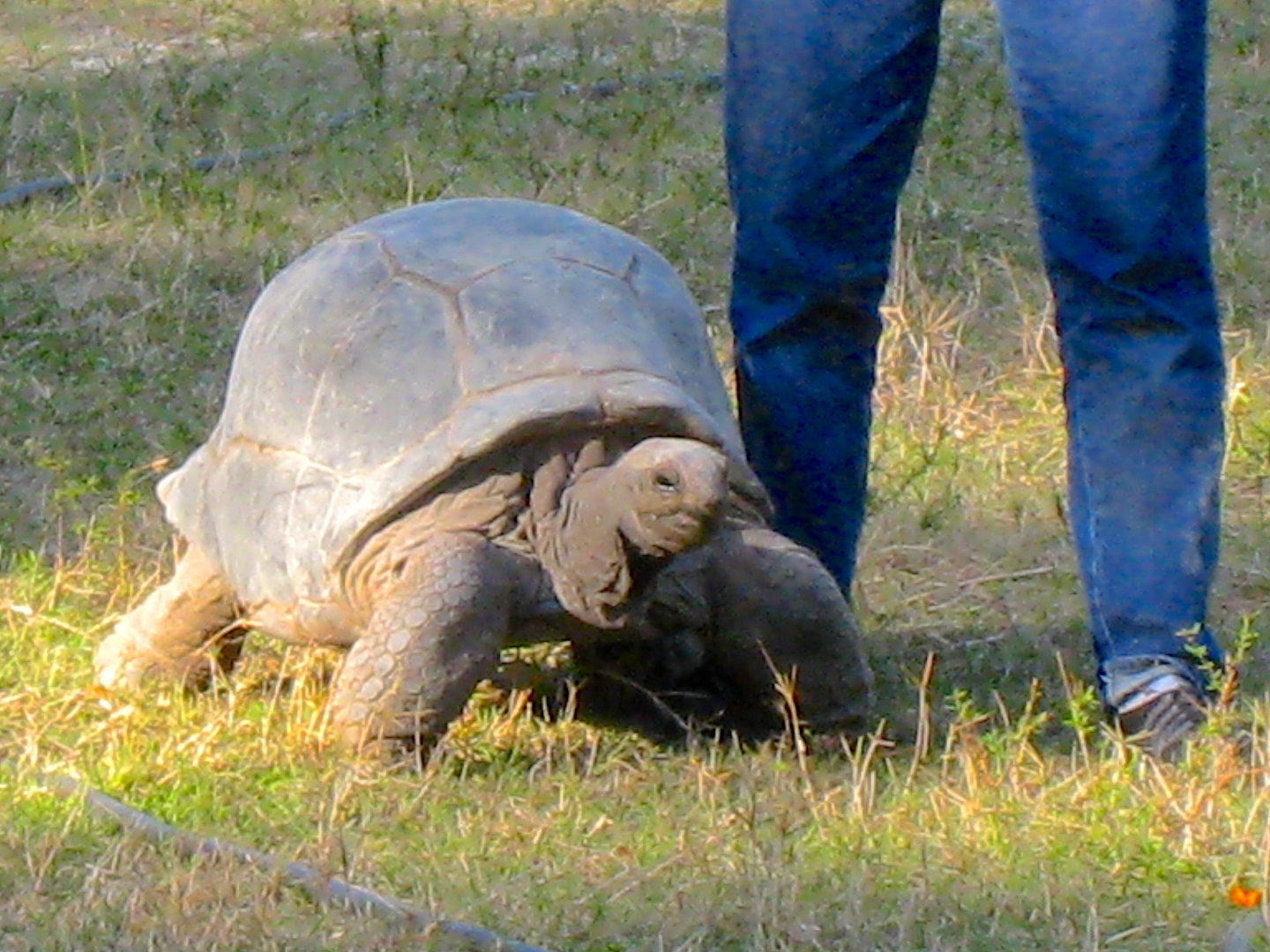 ALDABRA BREEDER