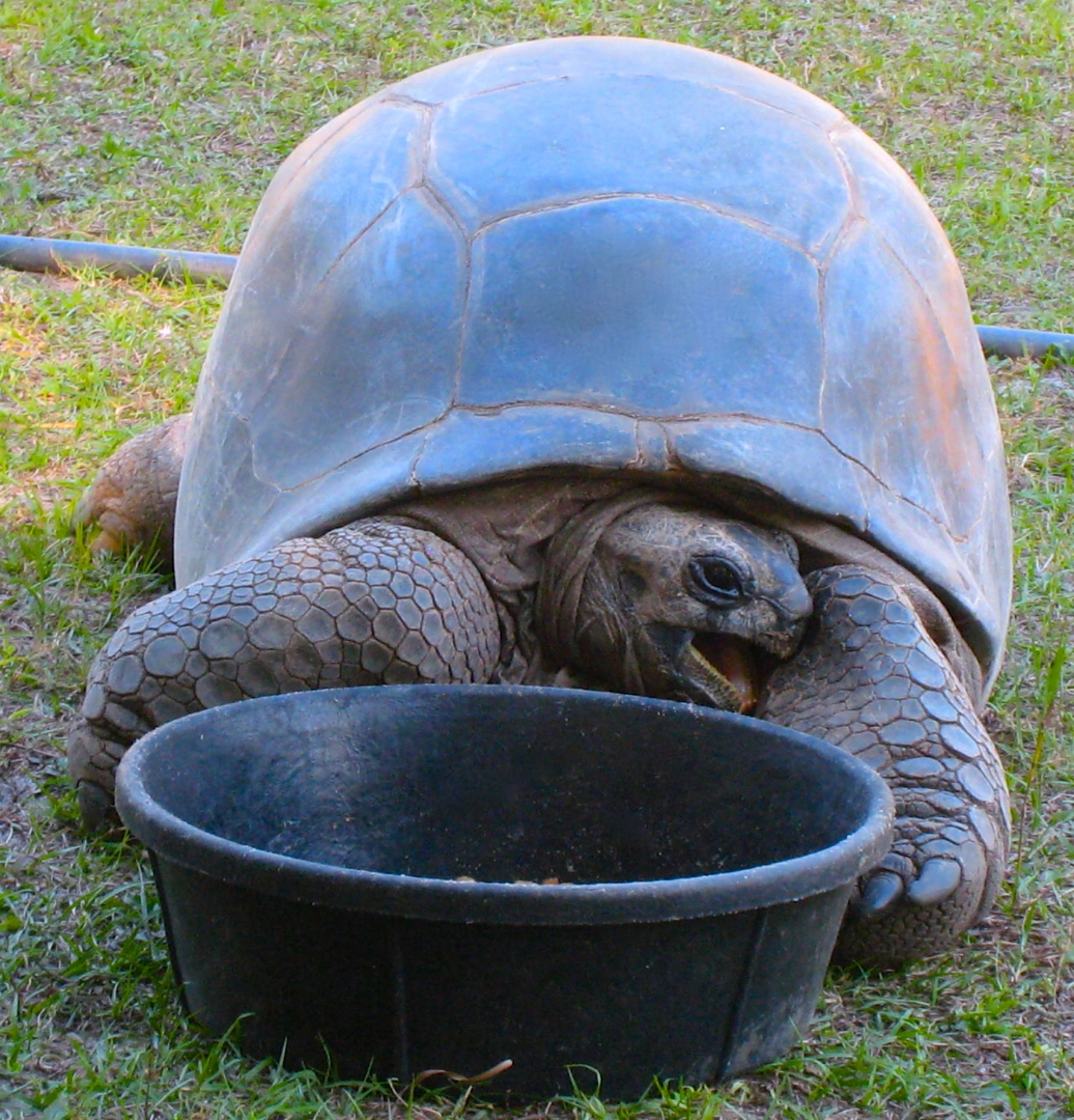 ALDABRA BREEDER