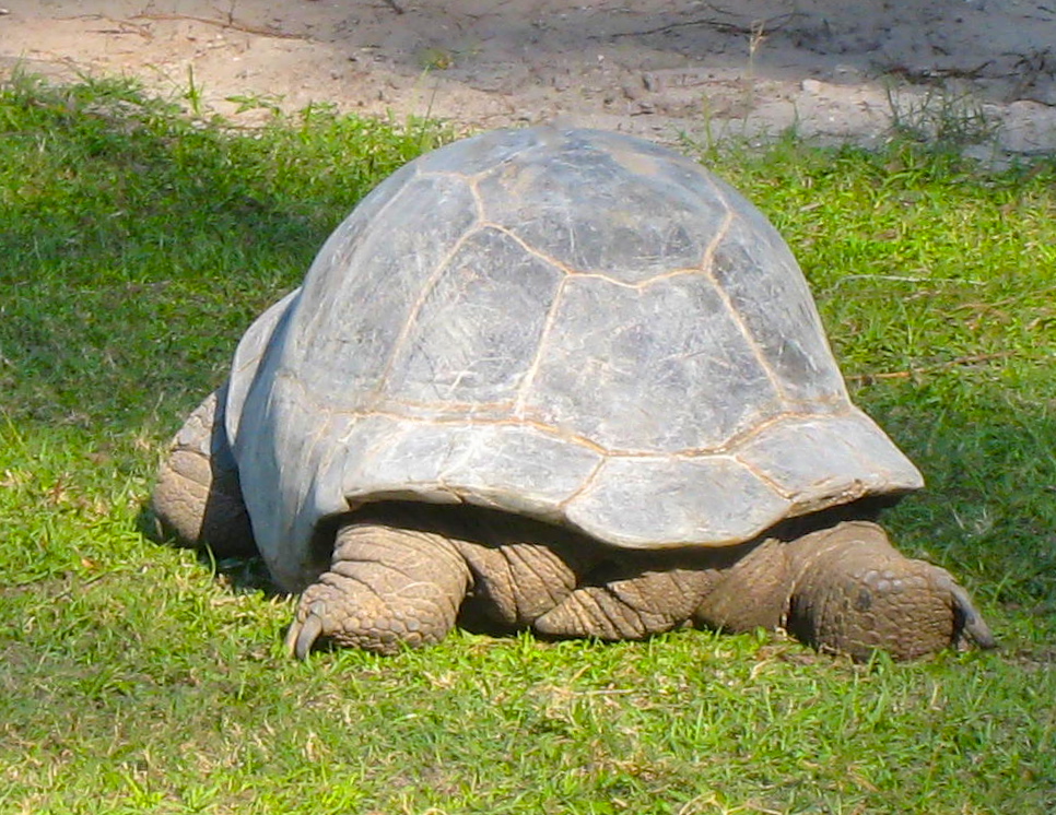 ALDABRA BREEDER