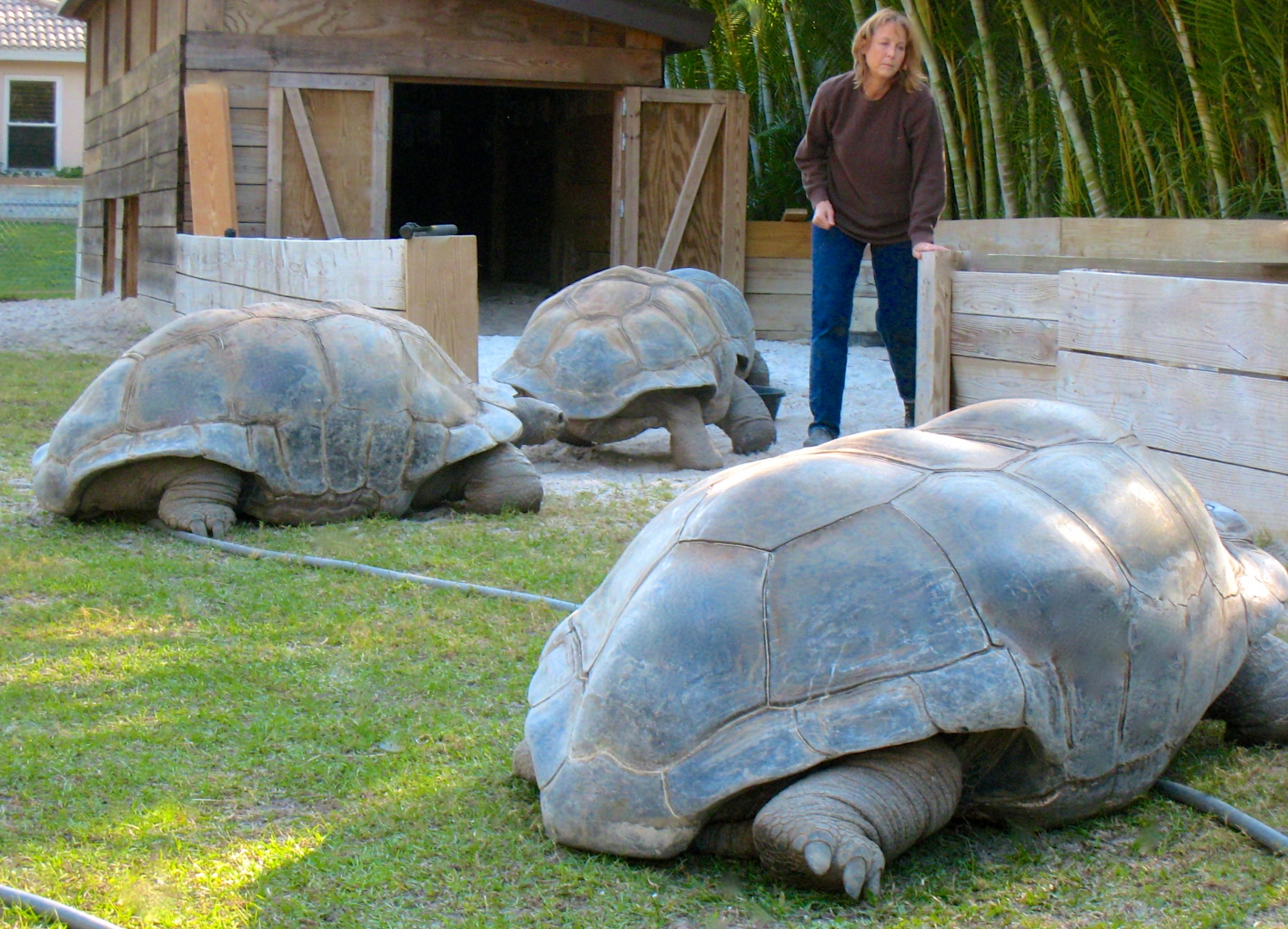 ALDABRA BREEDER