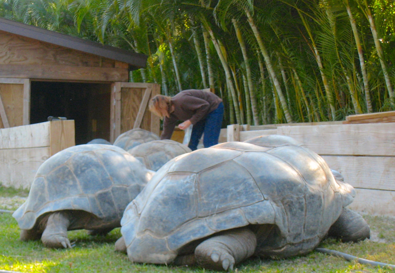 ALDABRA BREEDER