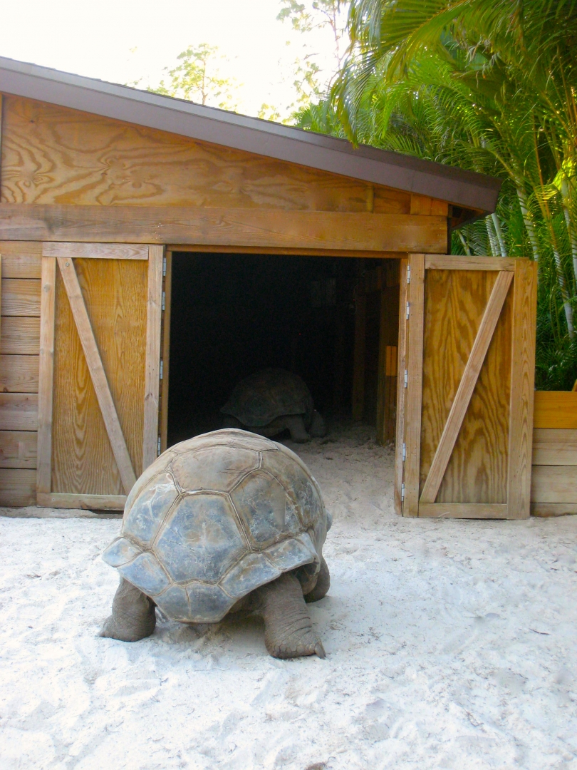 ALDABRA BREEDER