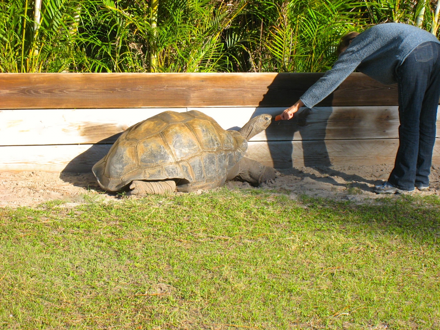 ALDABRA BREEDER
