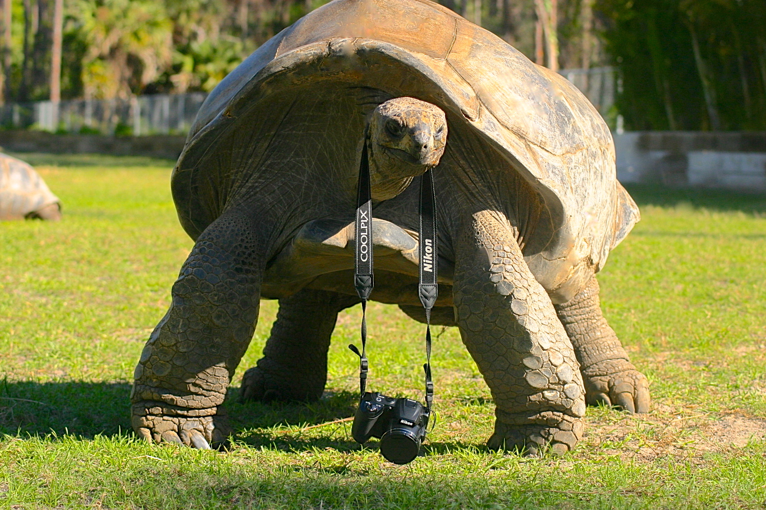 ALDABRA BREEDER
