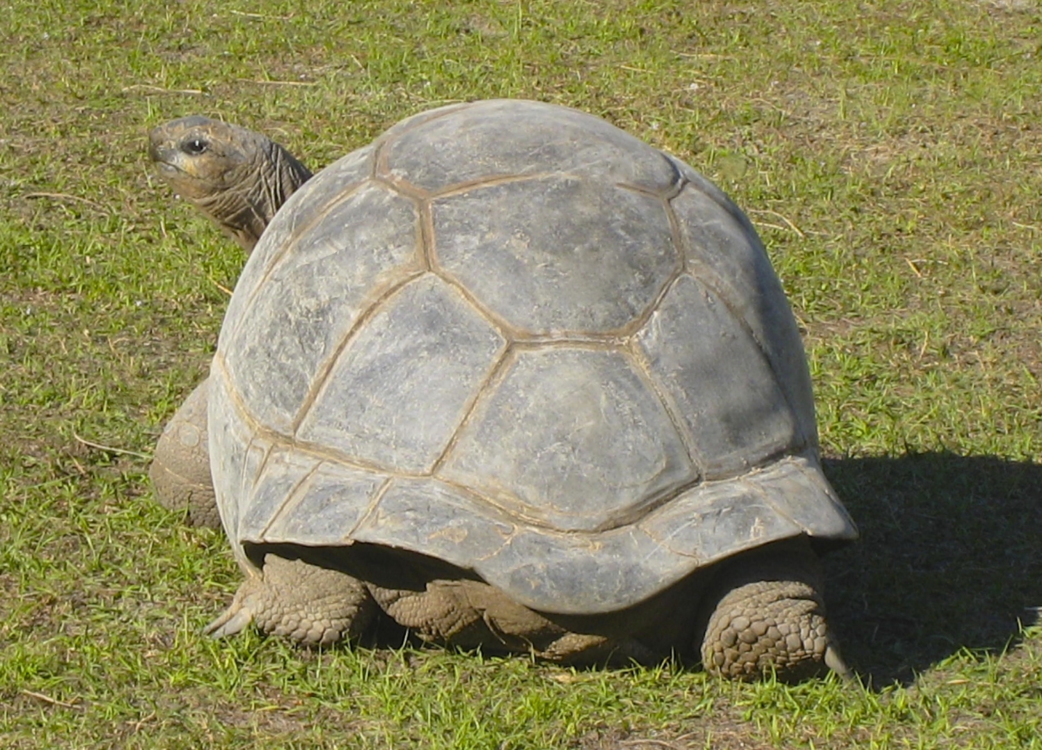 ALDABRA BREEDER