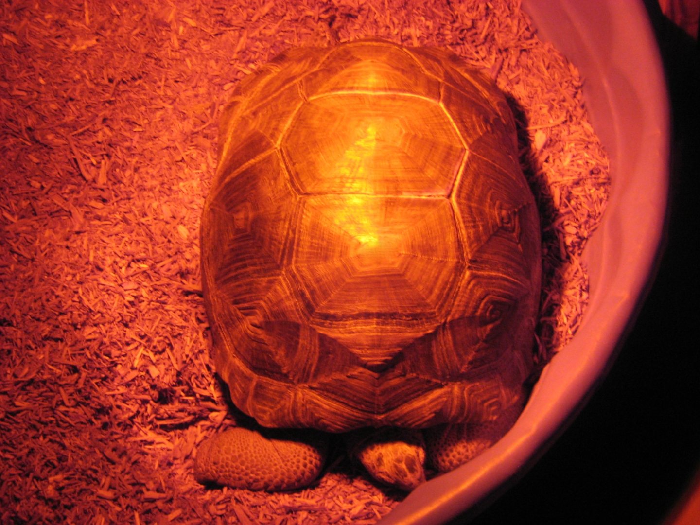 ALDABRA BREEDER