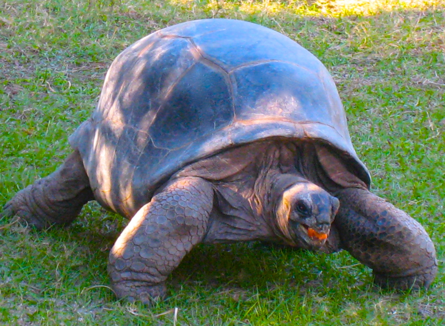 ALDABRA BREEDER