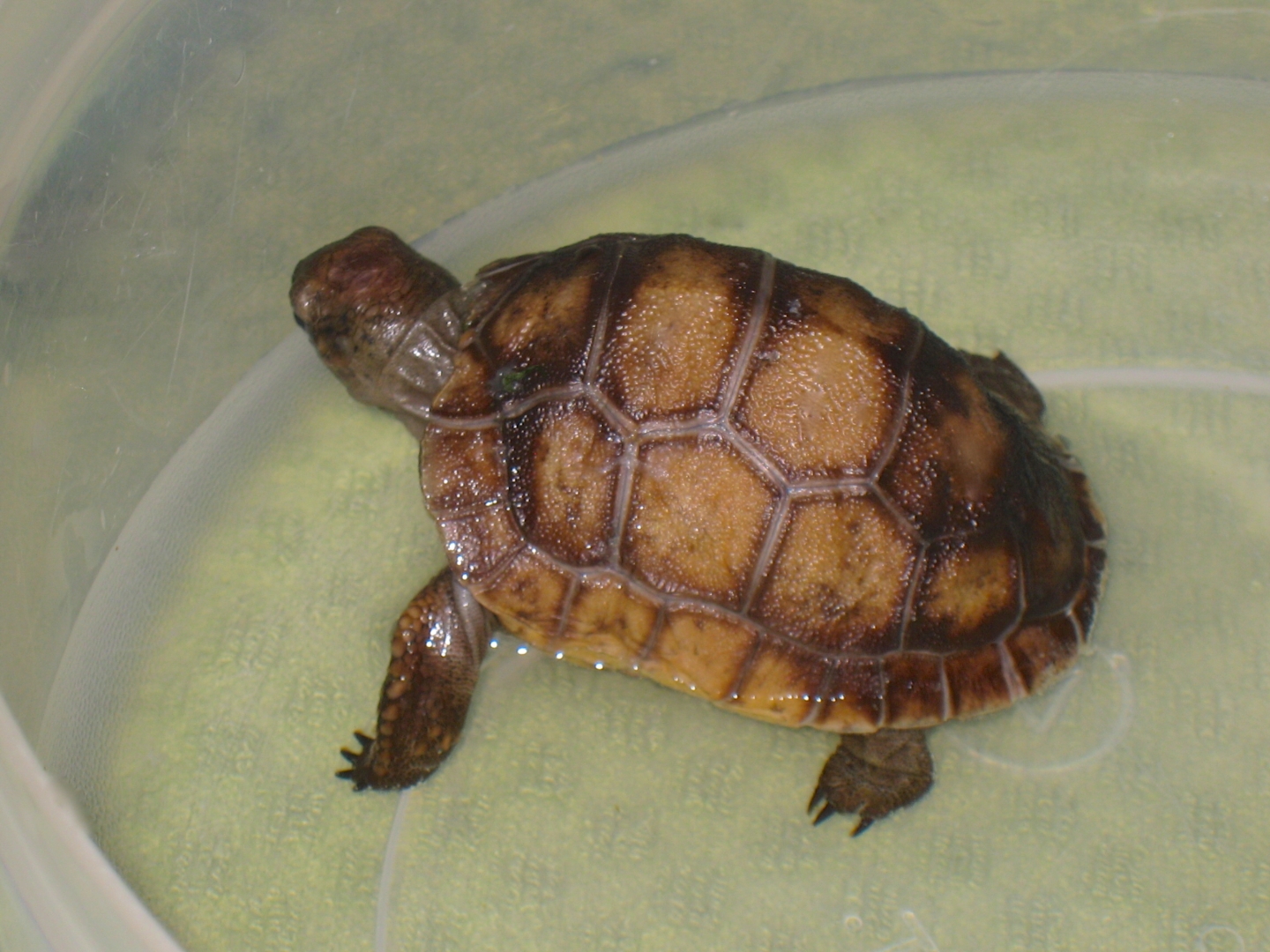 ALDABRA BREEDER
