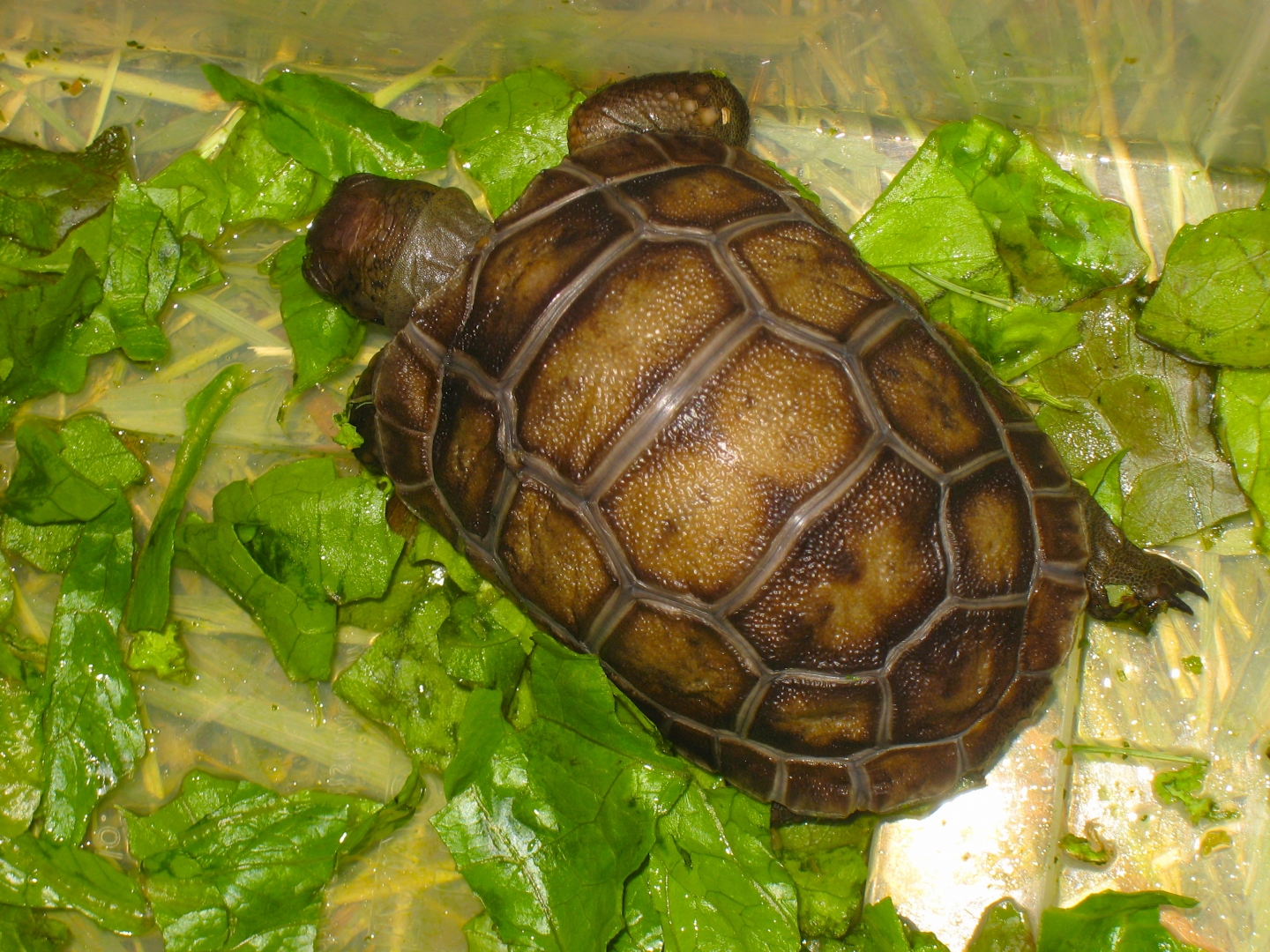 ALDABRA BREEDER