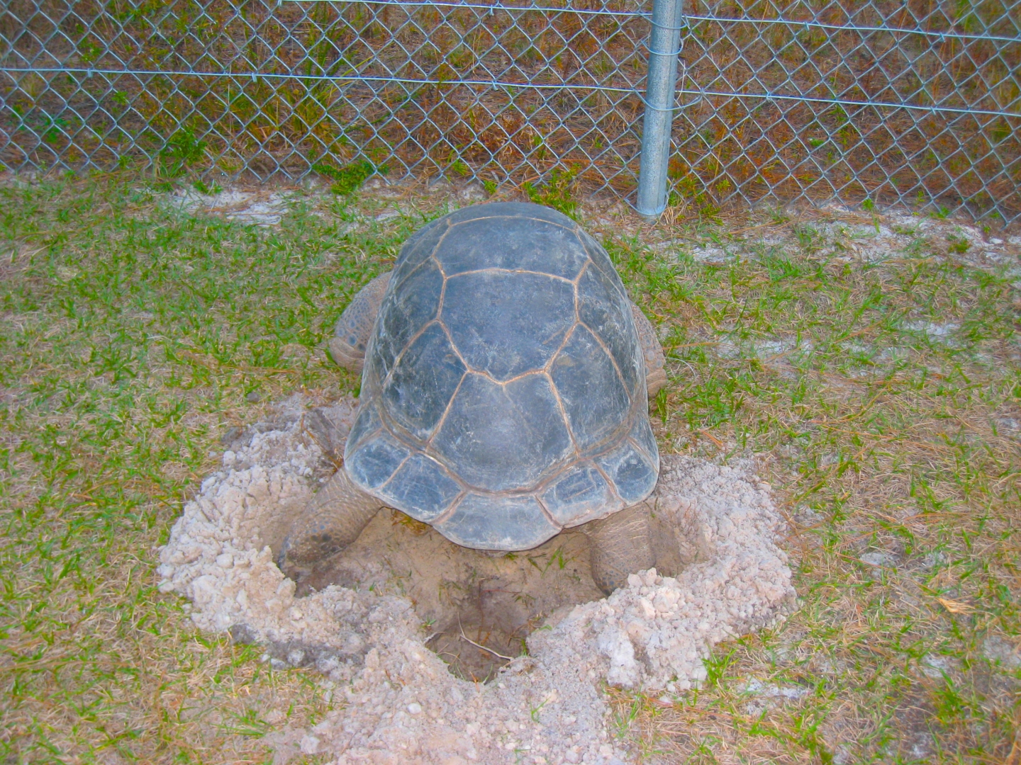 ALDABRA BREEDER