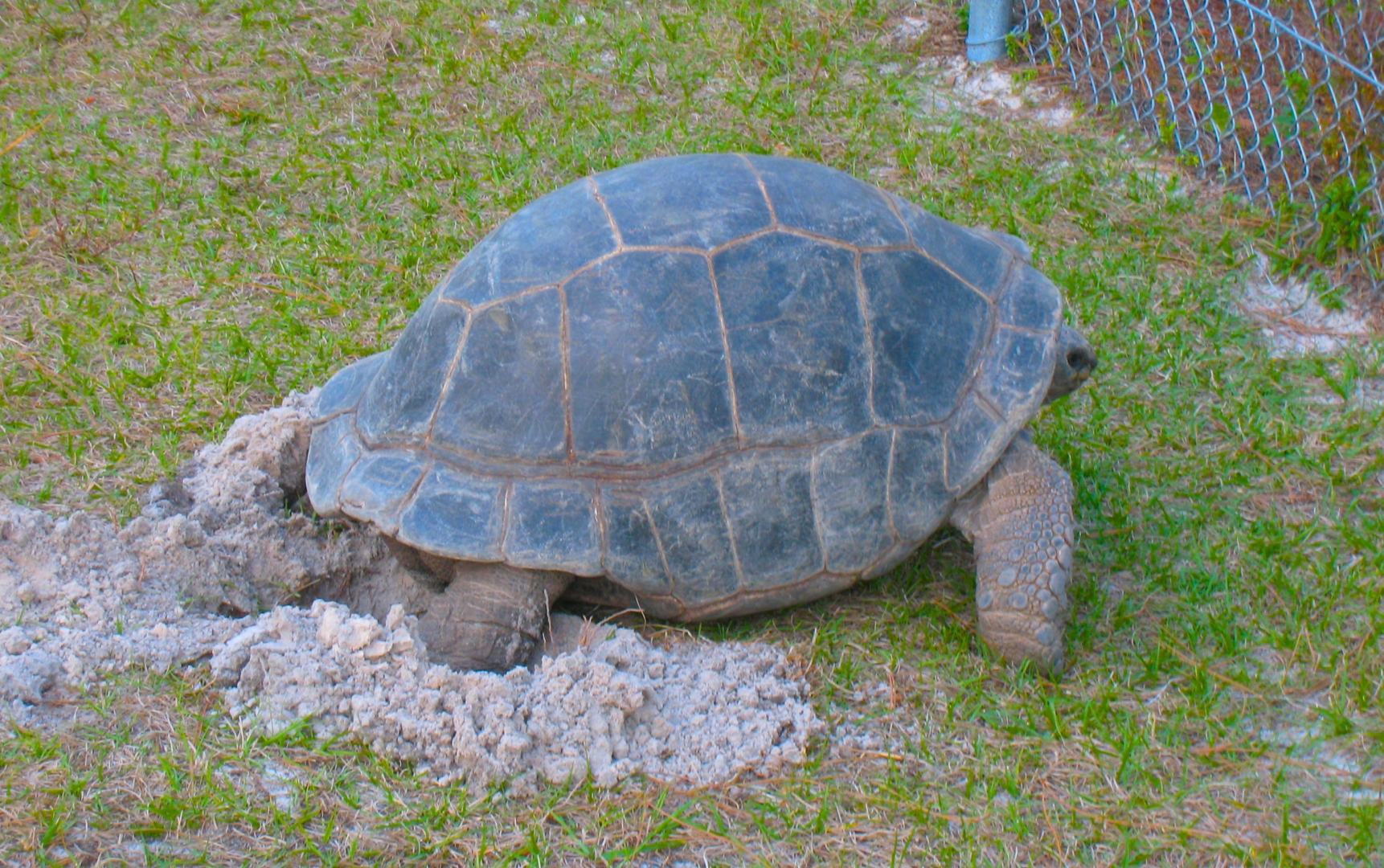 ALDABRA BREEDER