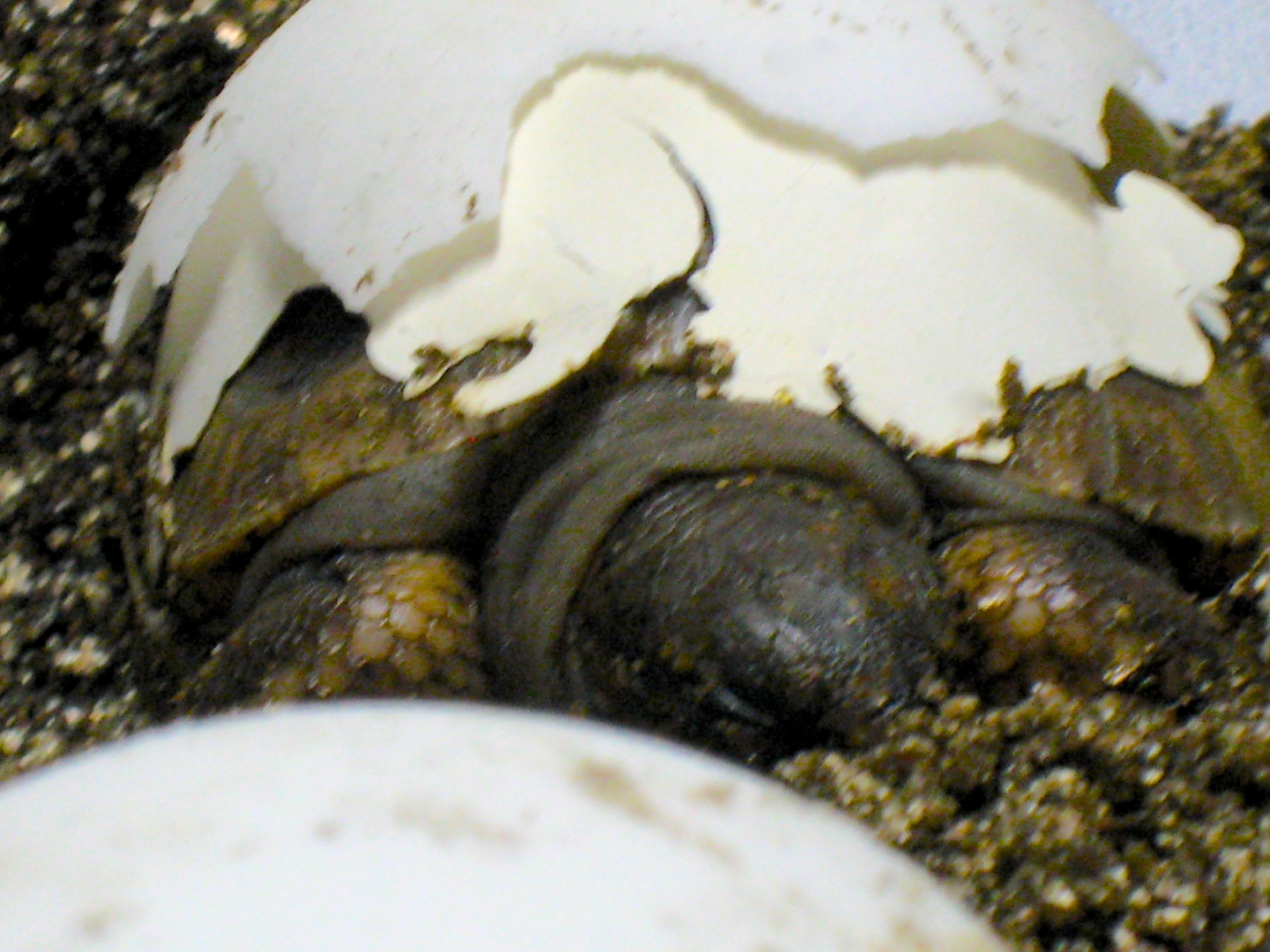 ALDABRA BREEDER