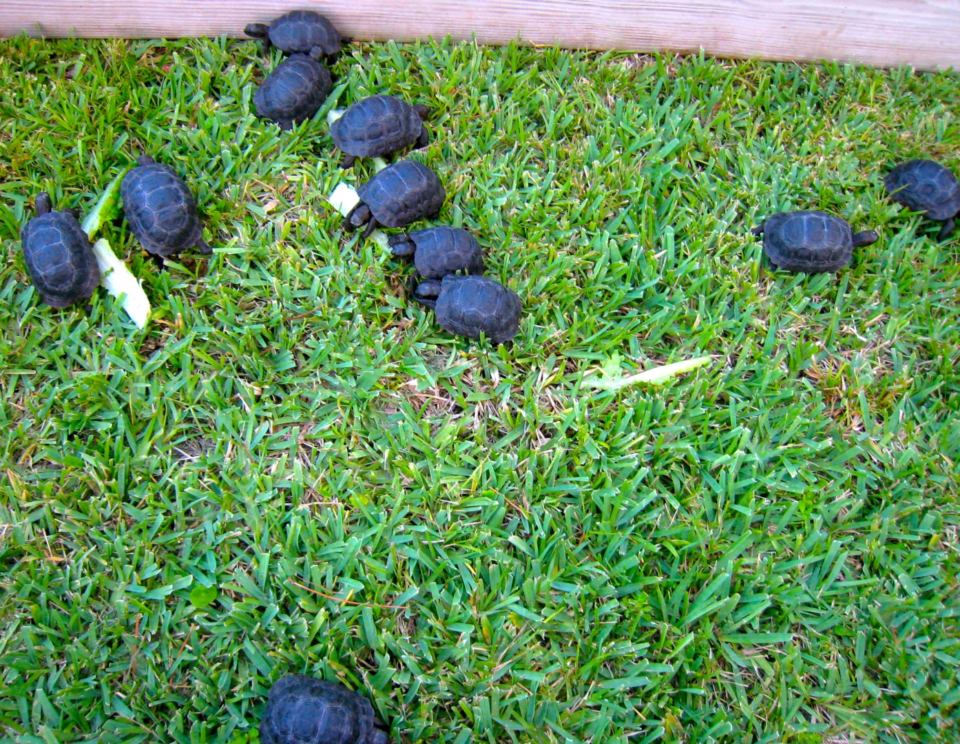 ALDABRA BREEDER