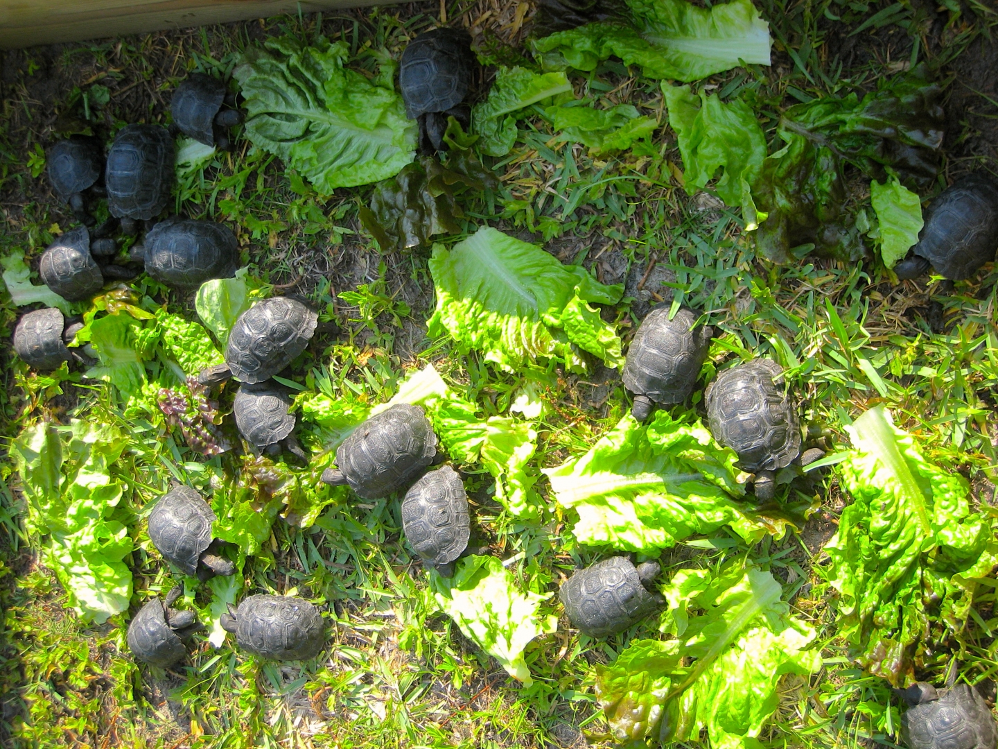 ALDABRA BREEDER