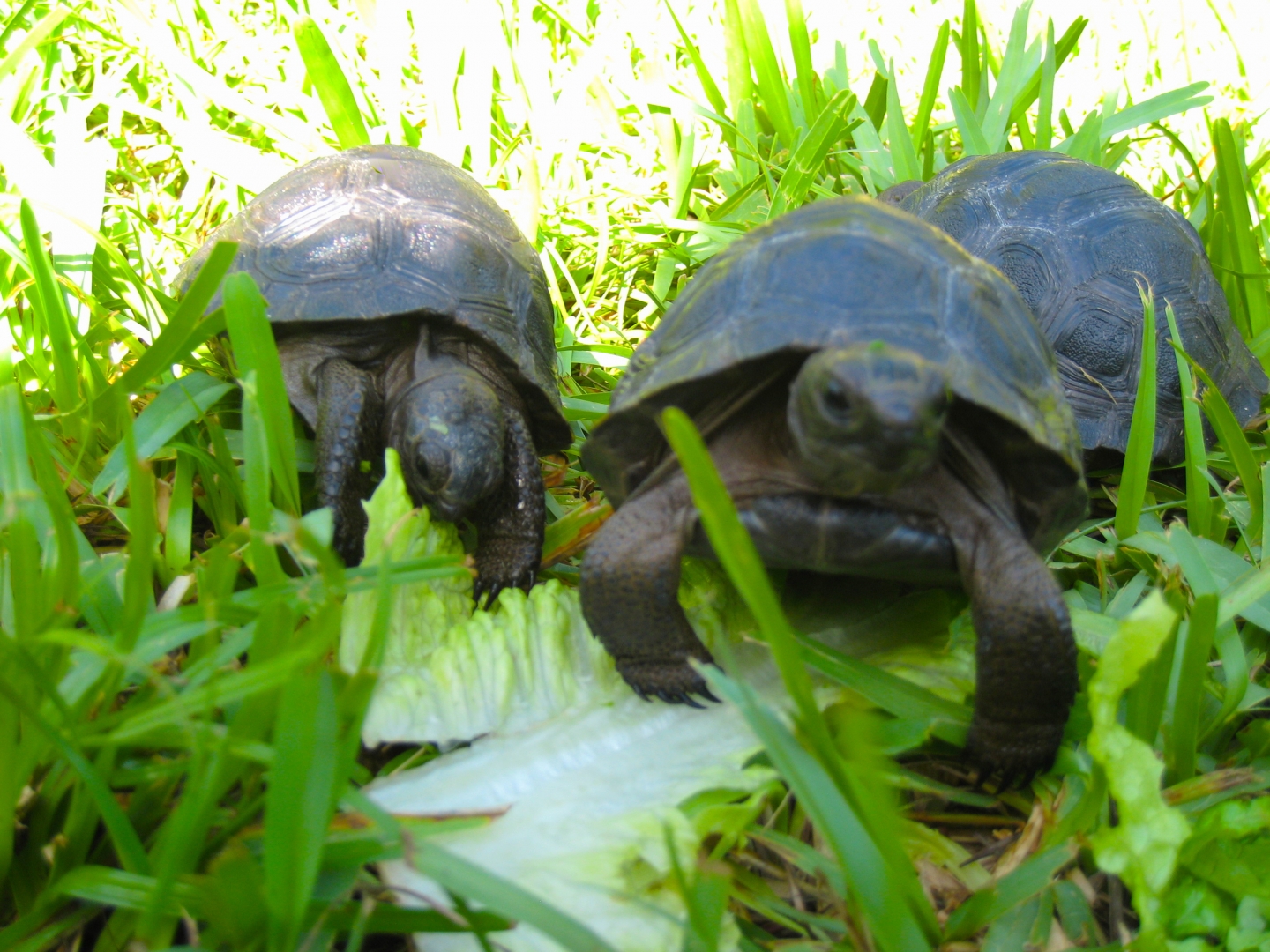 ALDABRA BREEDER
