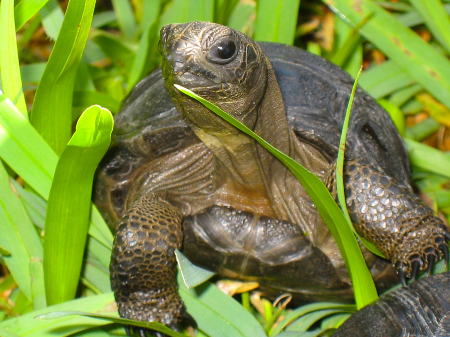 ALDABRA BREEDER