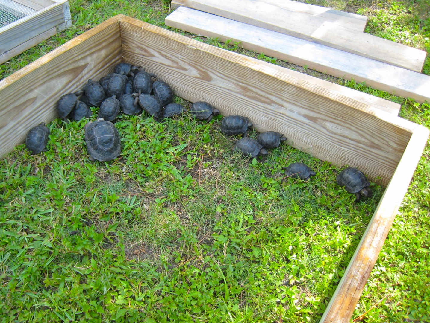 ALDABRA BREEDER