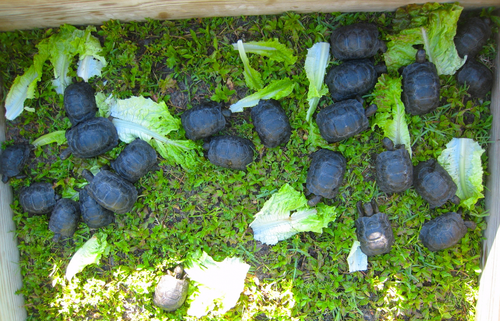 ALDABRA BREEDER