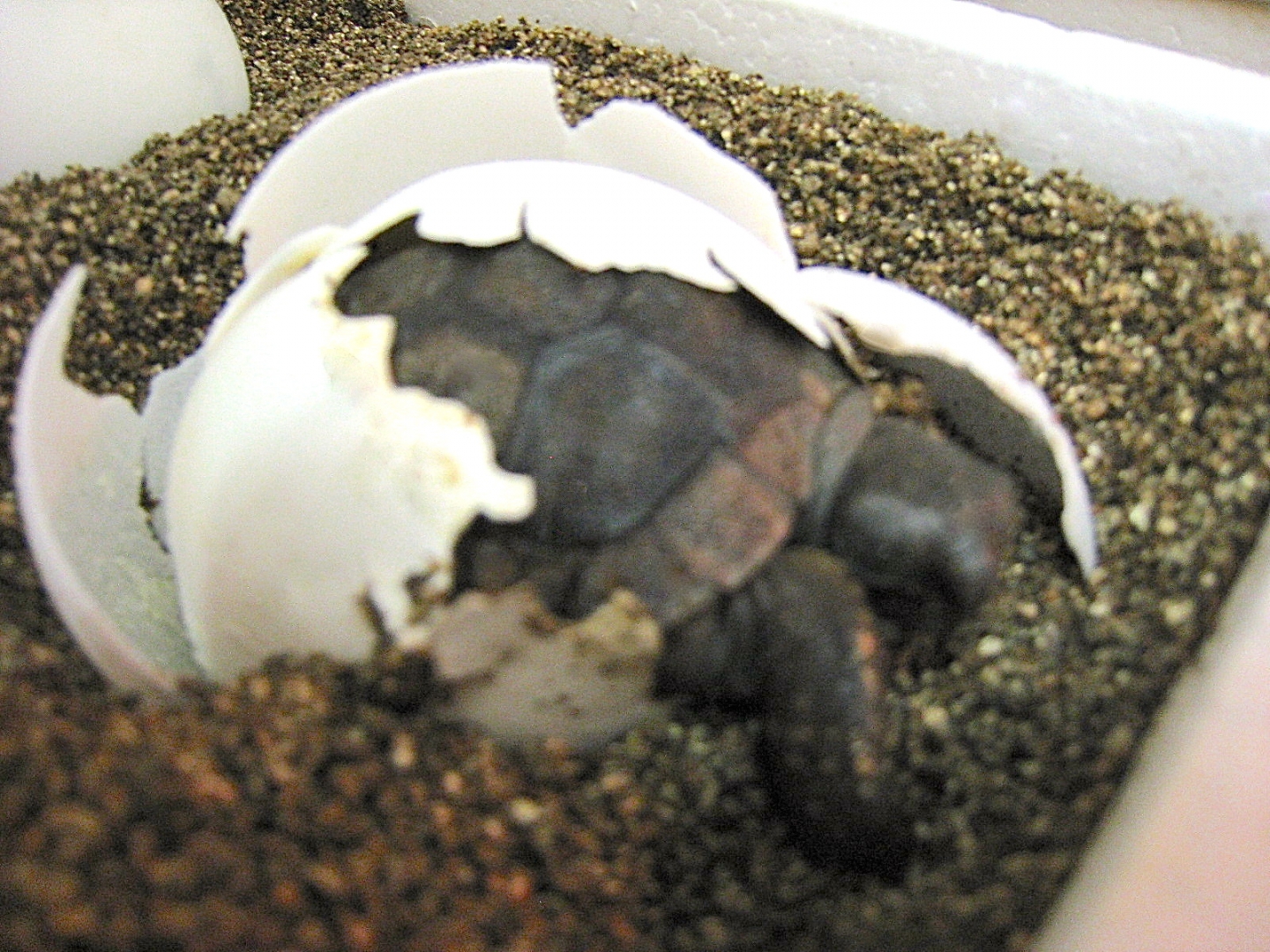 ALDABRA BREEDER