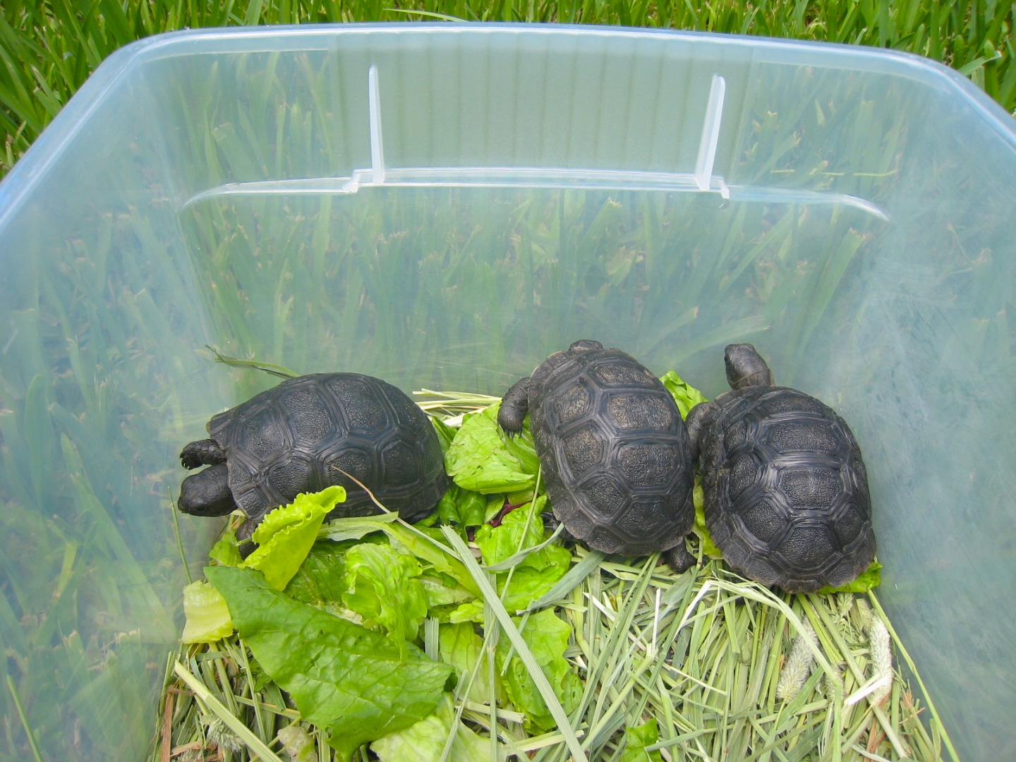 ALDABRA BREEDER