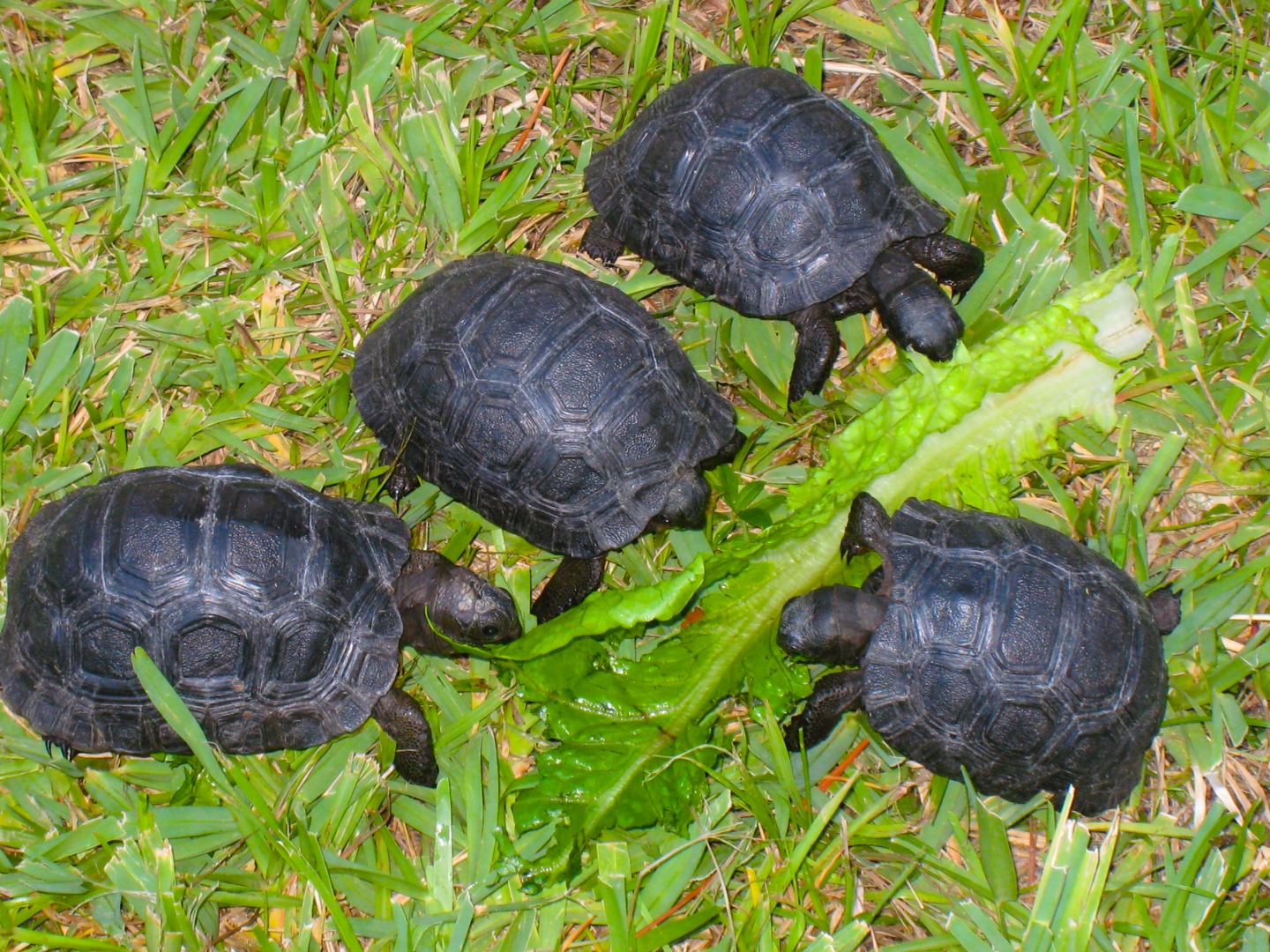 ALDABRA BREEDER