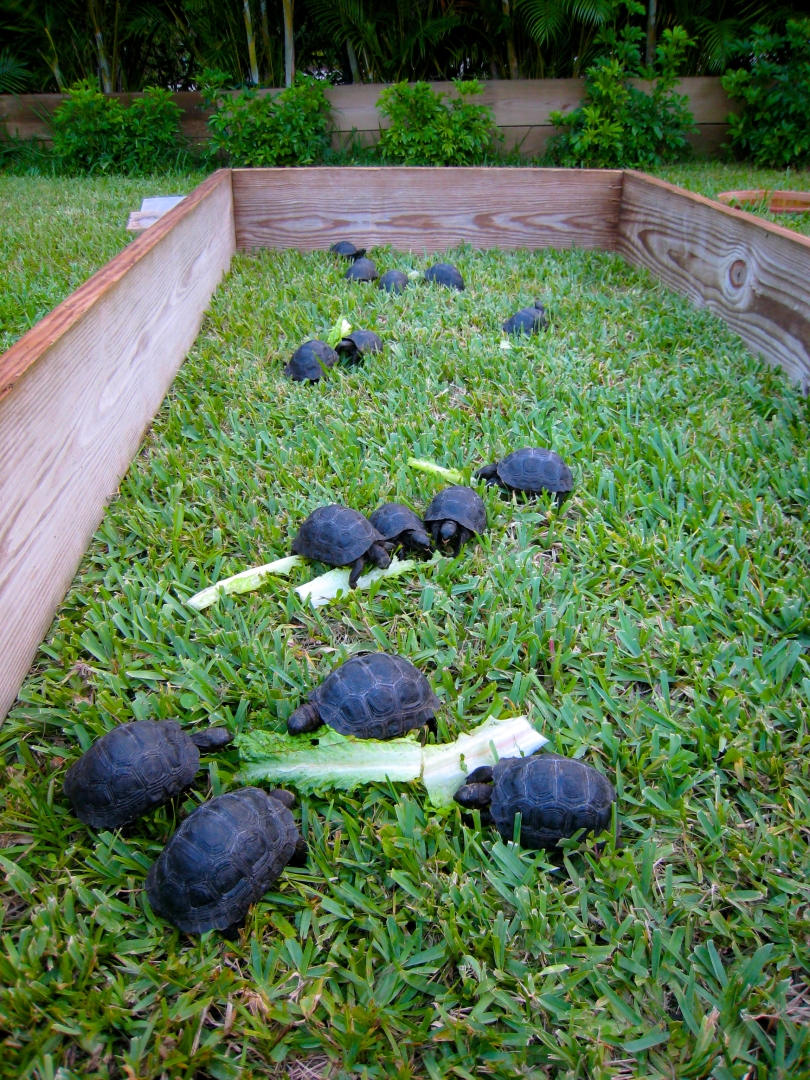 ALDABRA BREEDER