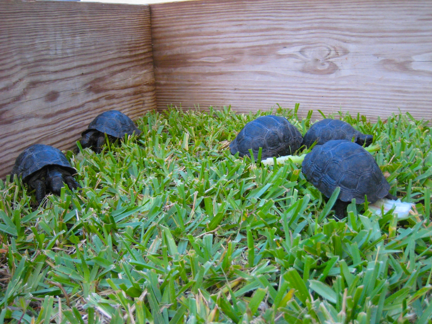 ALDABRA BREEDER