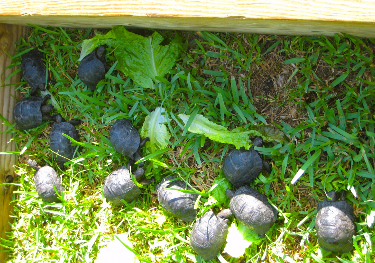 ALDABRA BREEDER