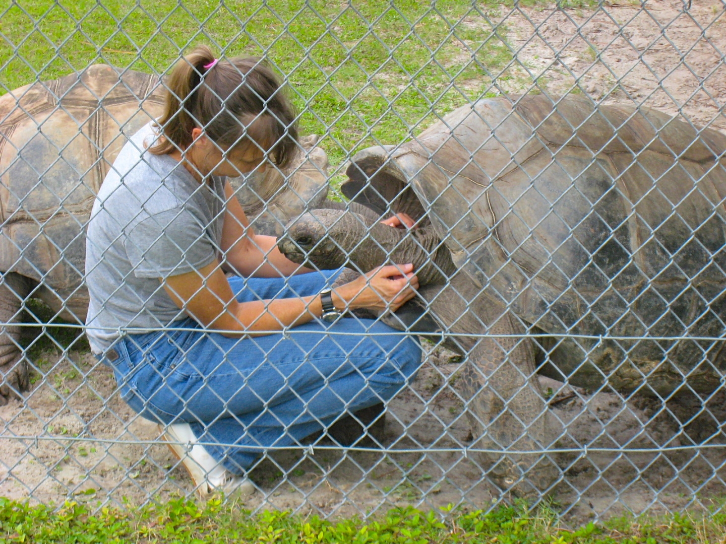 ALDABRA BREEDER