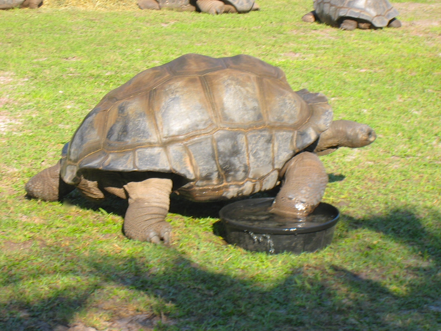 ALDABRA BREEDER