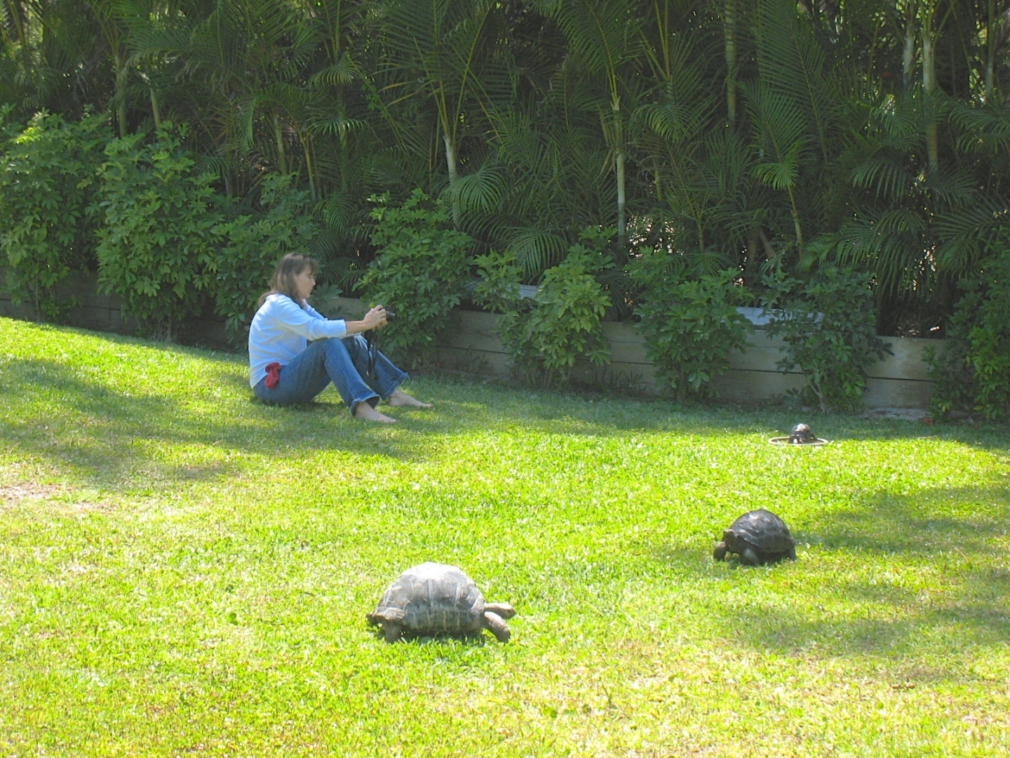ALDABRA BREEDER