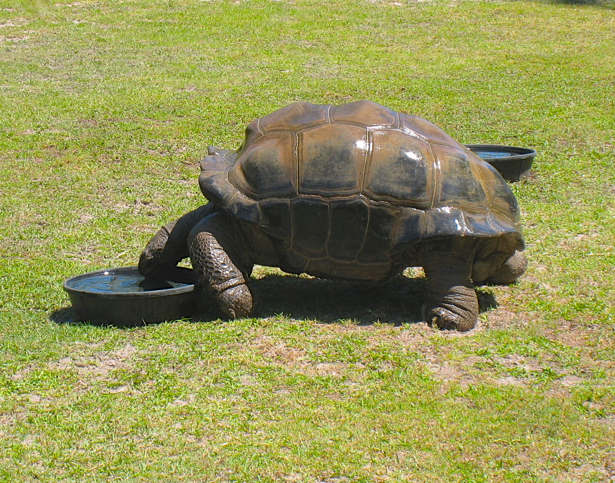 ALDABRA BREEDER