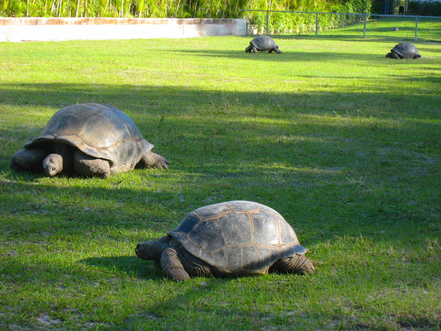 ALDABRA BREEDER