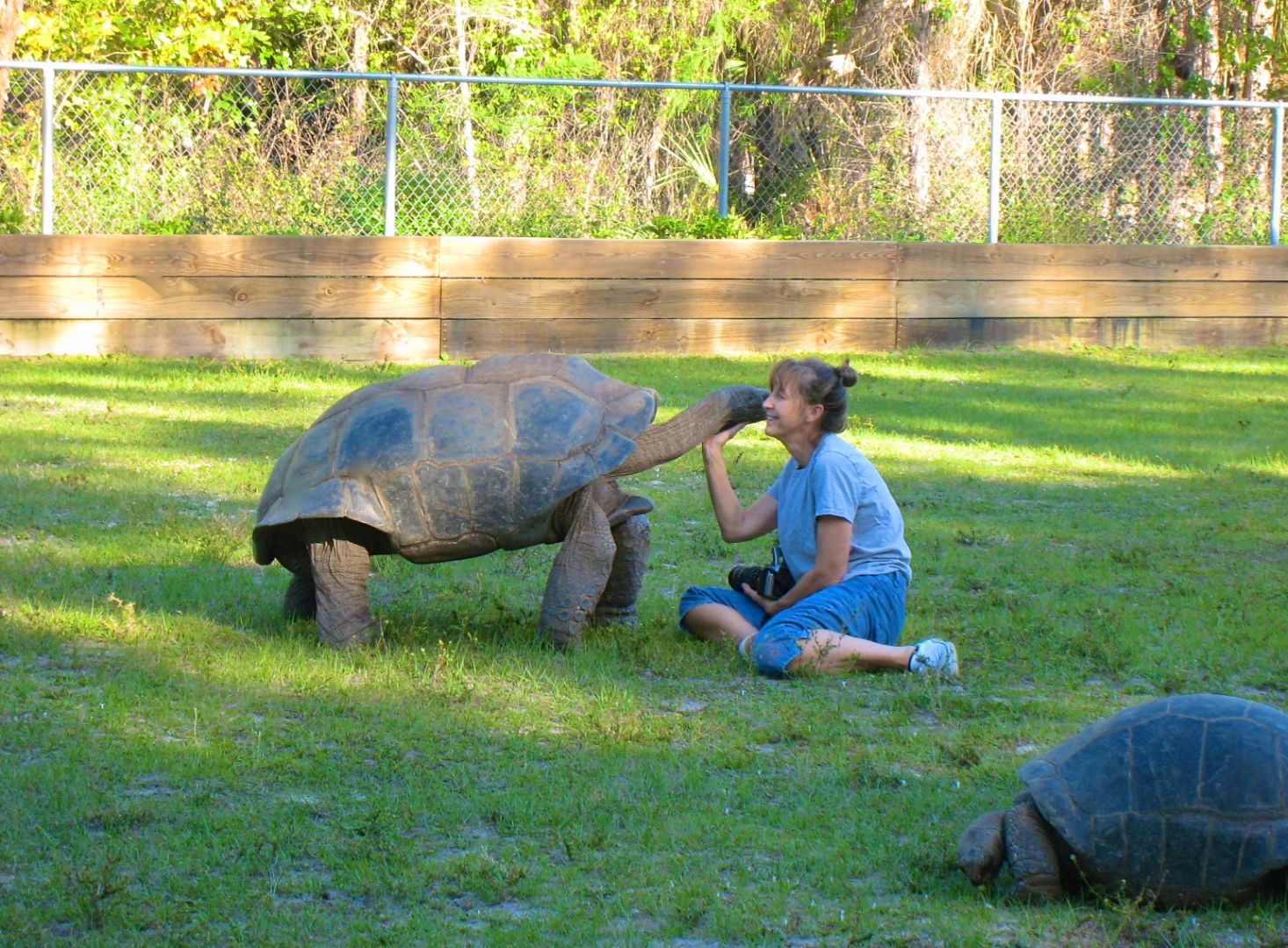 ALDABRA BREEDER