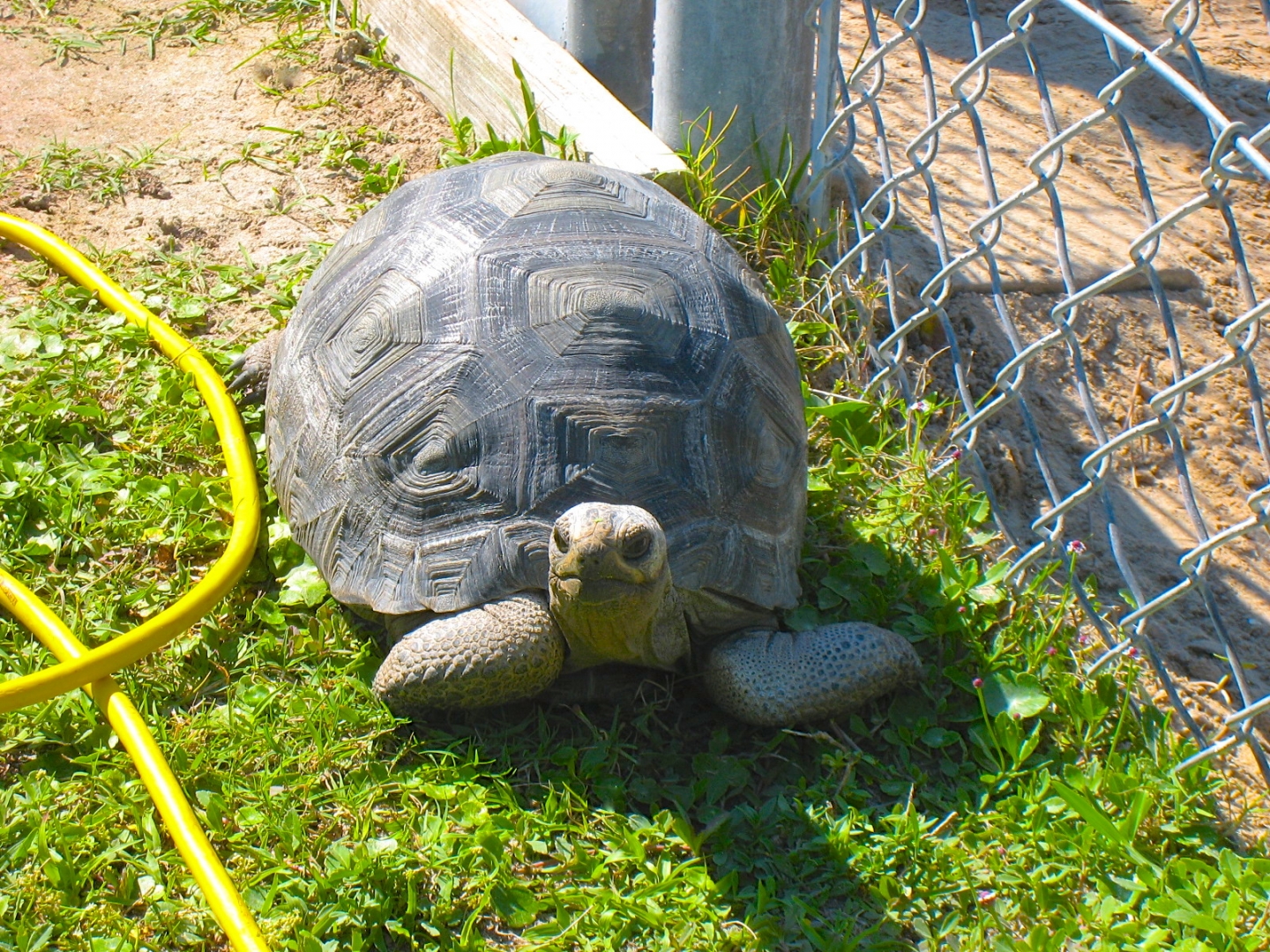 ALDABRA BREEDER
