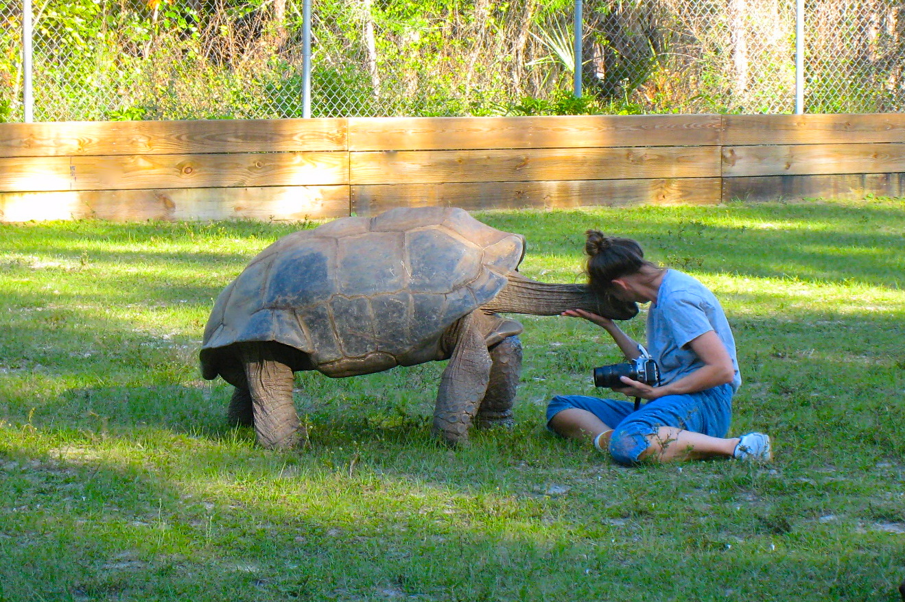 ALDABRA BREEDER