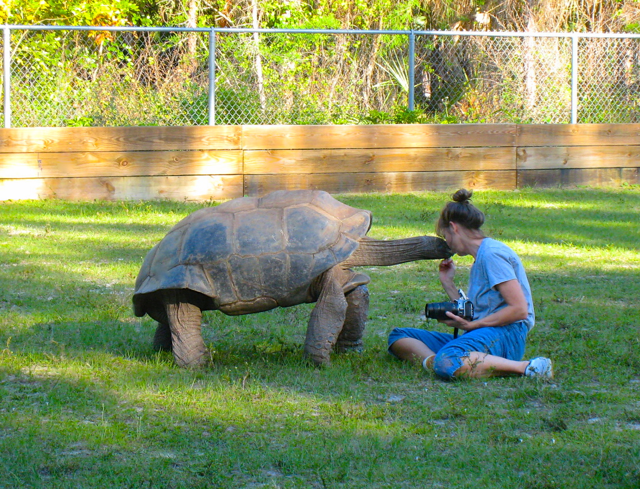ALDABRA BREEDER