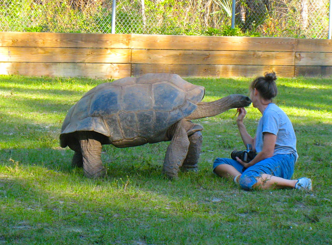 ALDABRA BREEDER