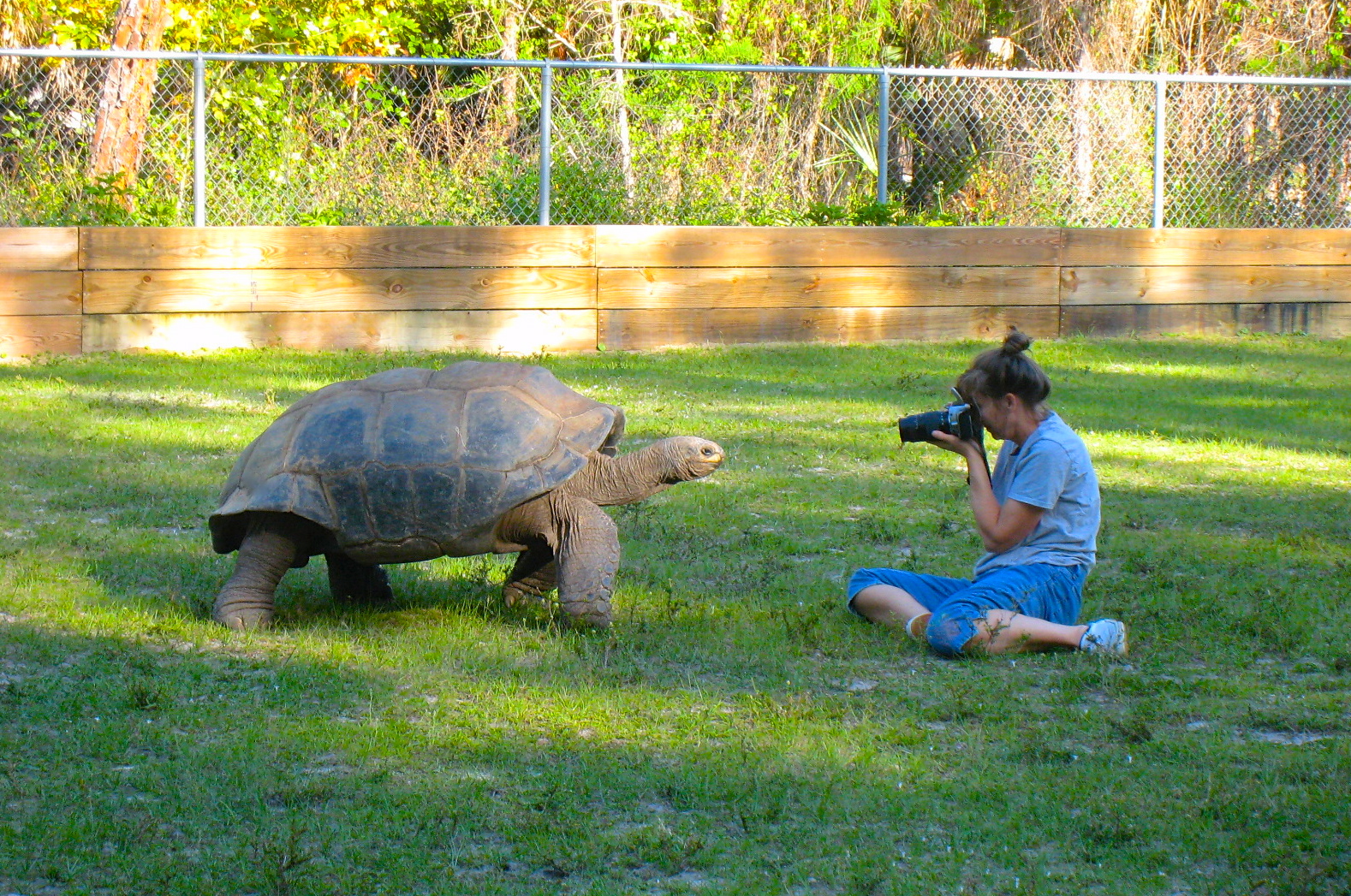 ALDABRA BREEDER