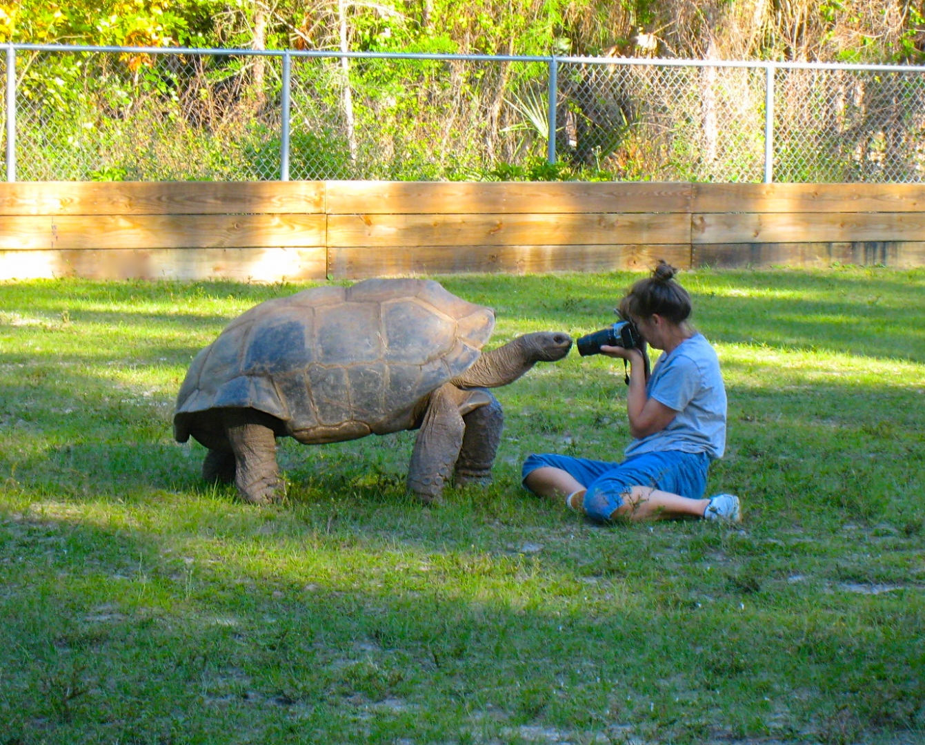 ALDABRA BREEDER