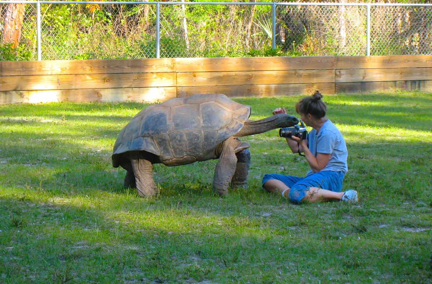 ALDABRA BREEDER