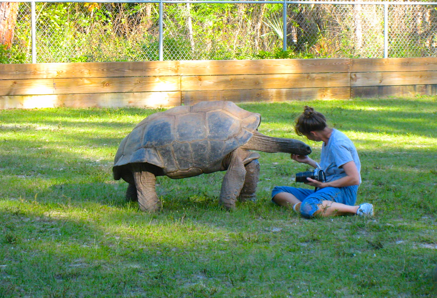 ALDABRA BREEDER