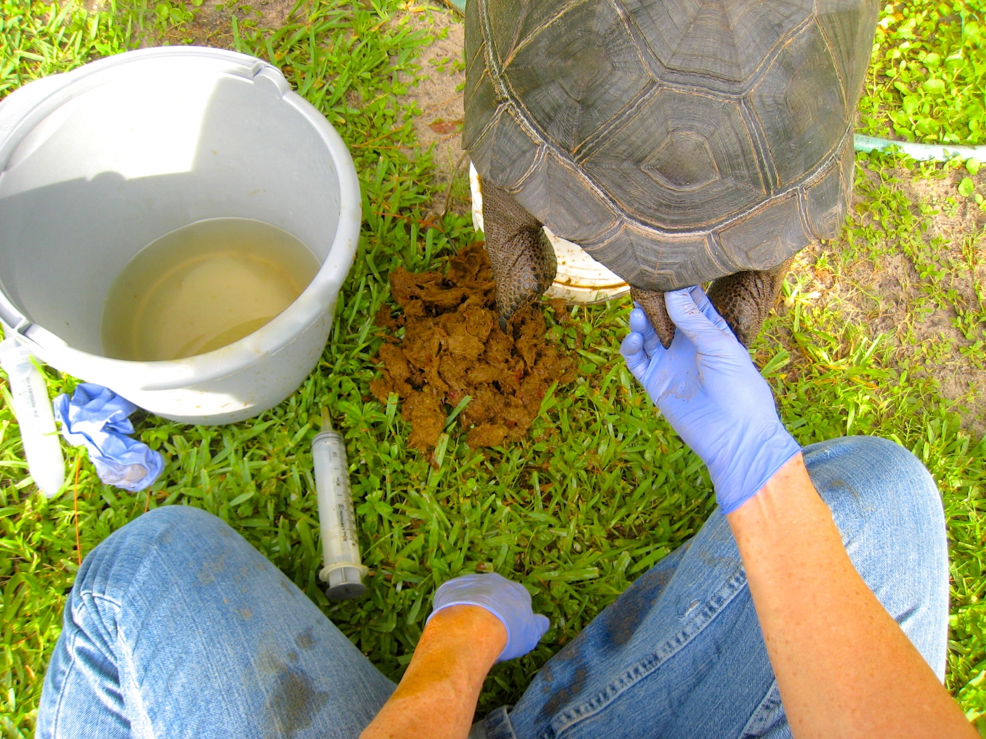 ALDABRA BREEDER