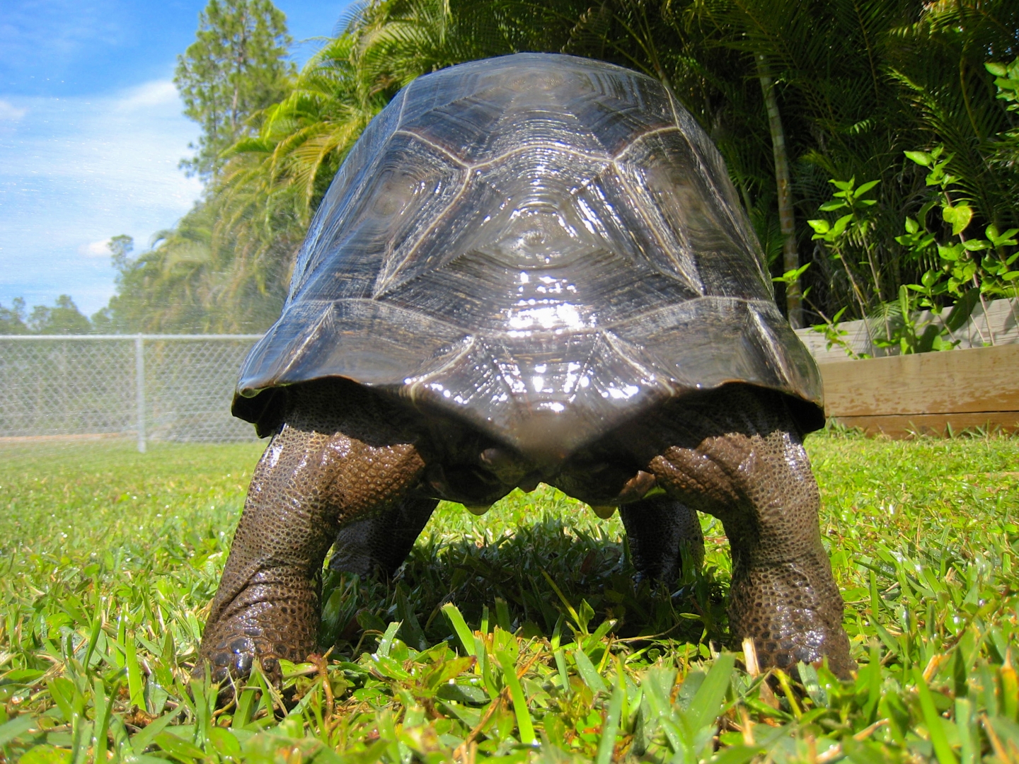 ALDABRA BREEDER