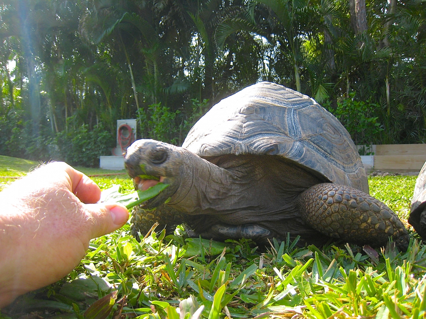 ALDABRA BREEDER