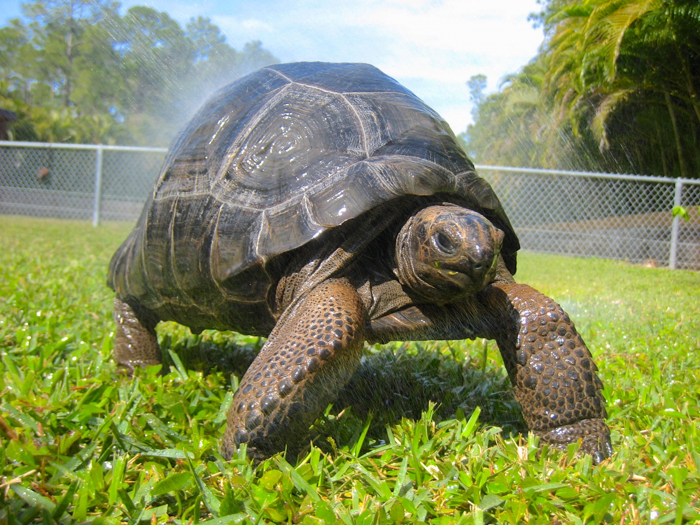 ALDABRA BREEDER
