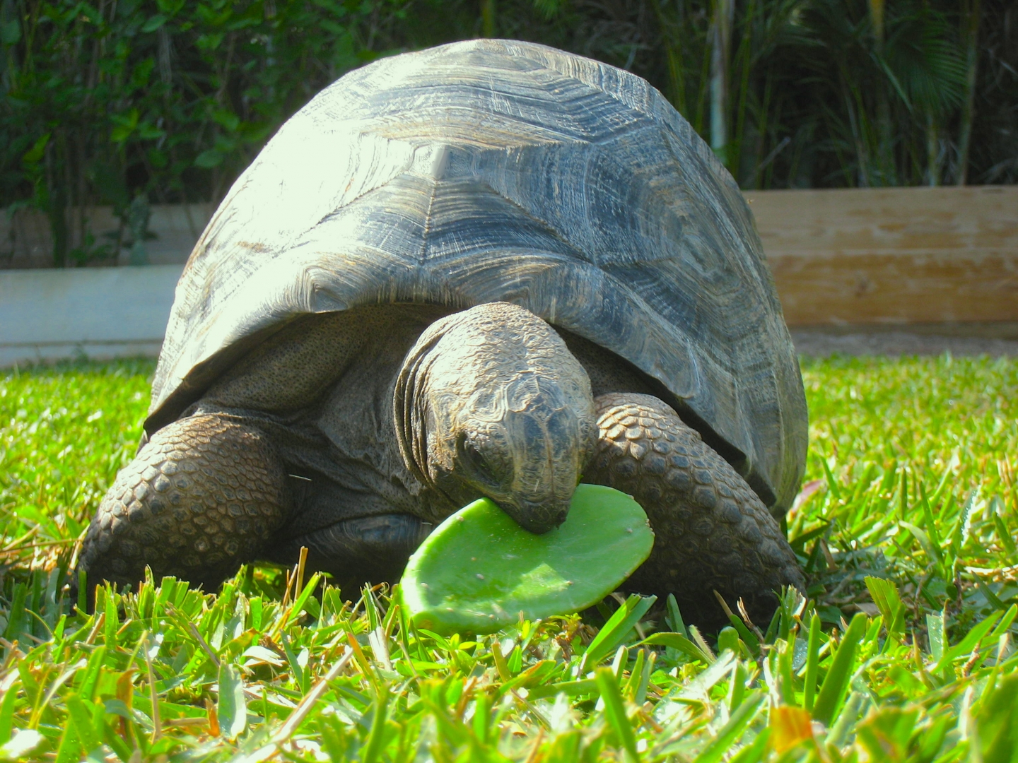 ALDABRA BREEDER