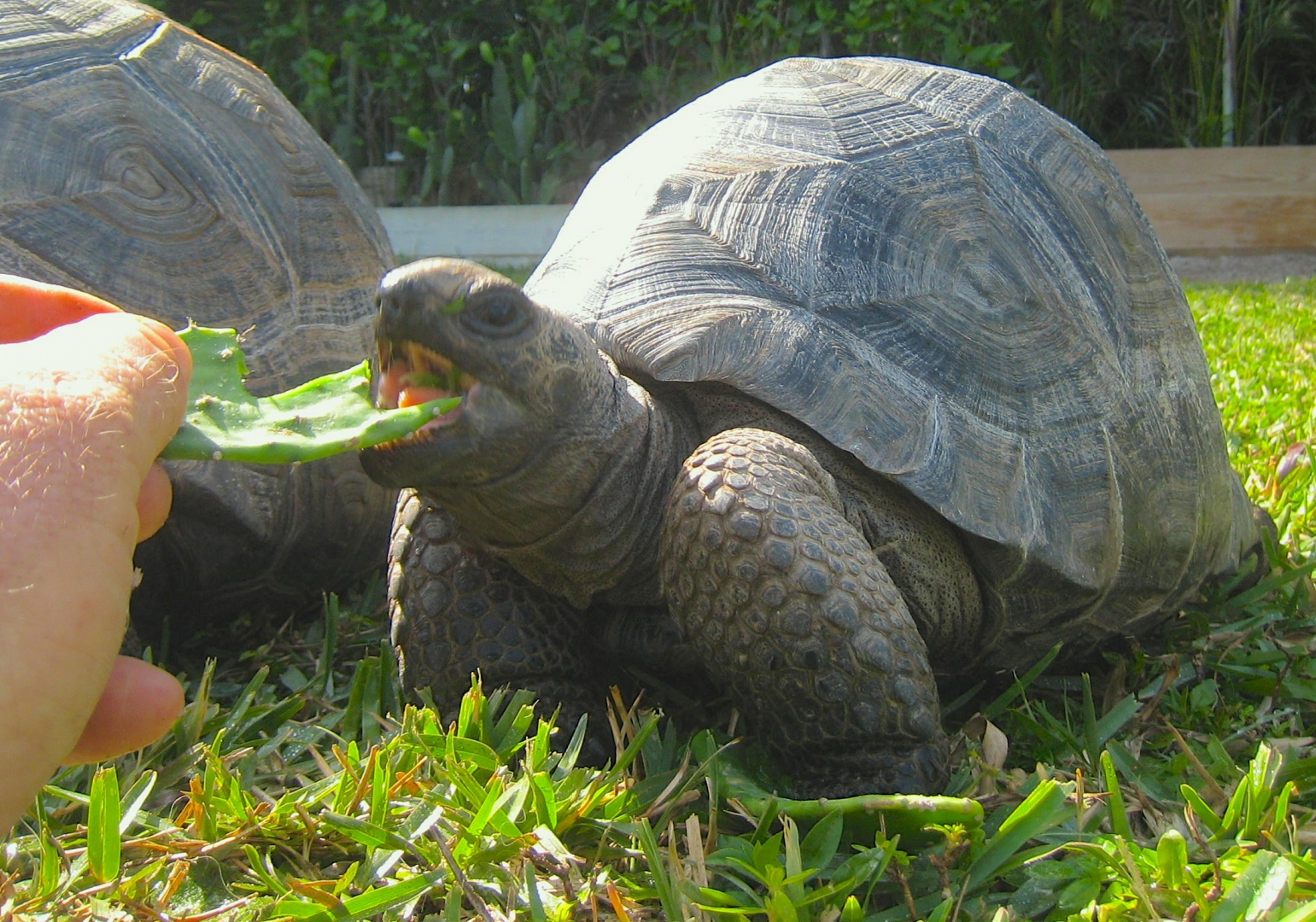 ALDABRA BREEDER